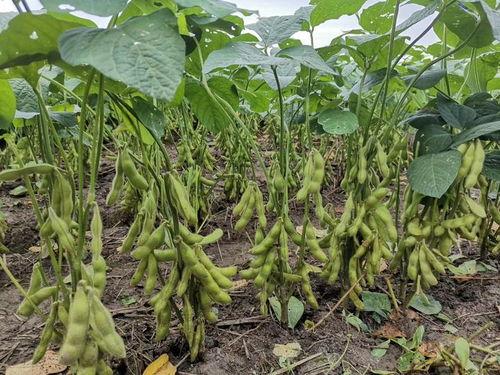 毛豆3最新款外观爆料,科技感十足,引领潮流新风尚” 第2张 毛豆3最新款外观爆料,科技感十足,引领潮流新风尚” 第2张